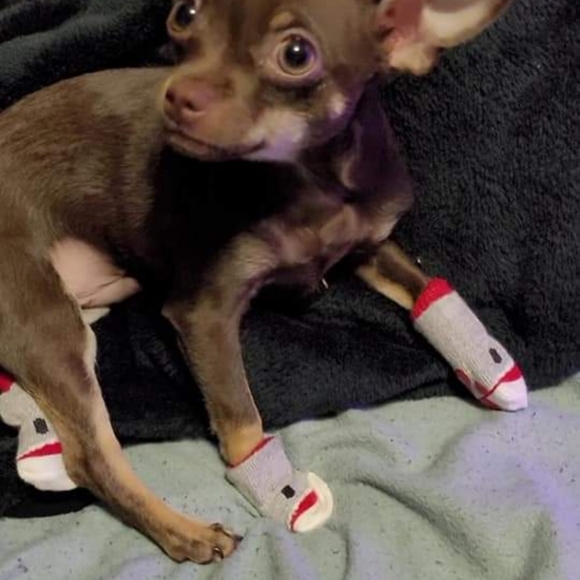 Dog Socks - Picture 7 of 11